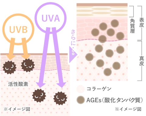 ソルプロプリュスホワイト