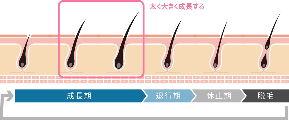 正常なヘアサイクル